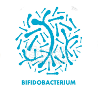 Bifidobacterium Multilac Darmsynbiotikum